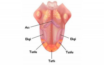 Likitlerden Tat Alamama Nedenleri?